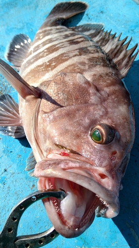 マハタの釣果