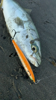 ワカシの釣果