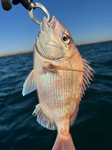 タイの釣果