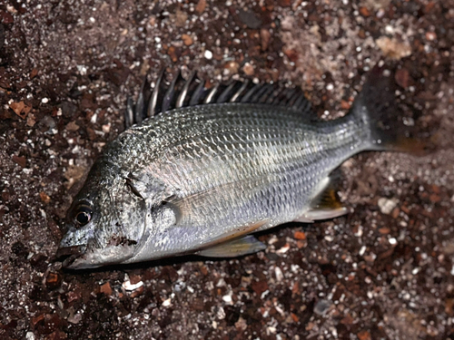 キビレの釣果