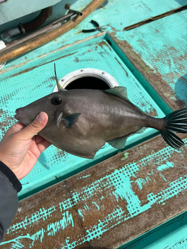 ウマヅラハギの釣果