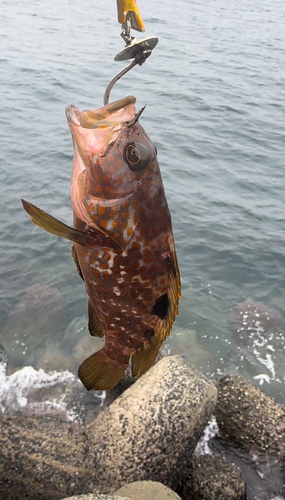 キジハタの釣果