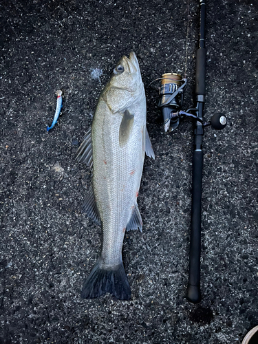 シーバスの釣果