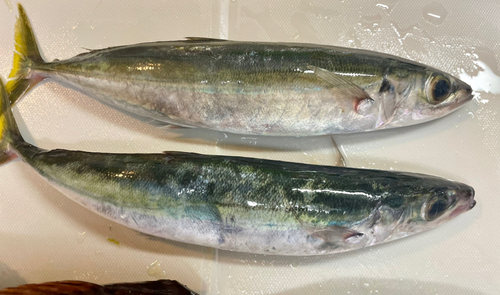 ムロアジの釣果