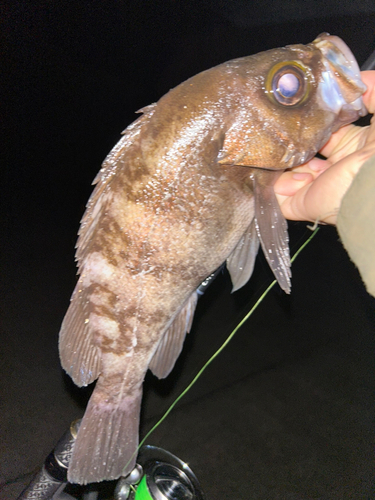 シロメバルの釣果