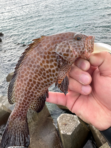 オオモンハタの釣果