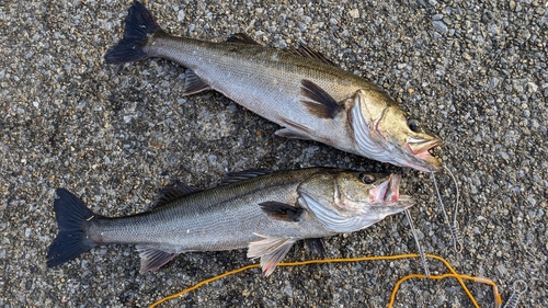 シーバスの釣果