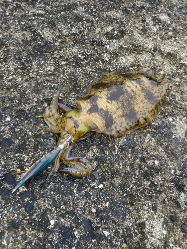 アオリイカの釣果