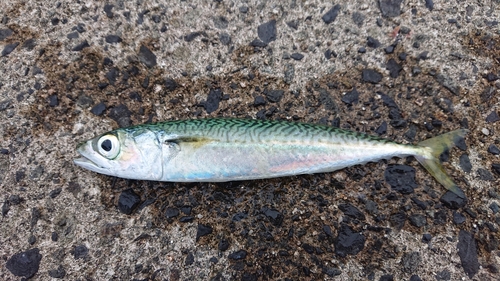 サバの釣果