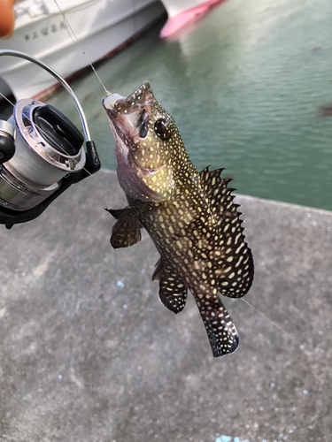 ナミハタの釣果