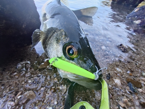 スズキの釣果