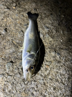 ハネ（タイリクスズキ）の釣果