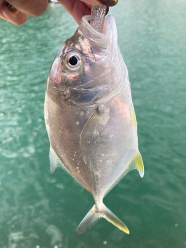 メッキの釣果