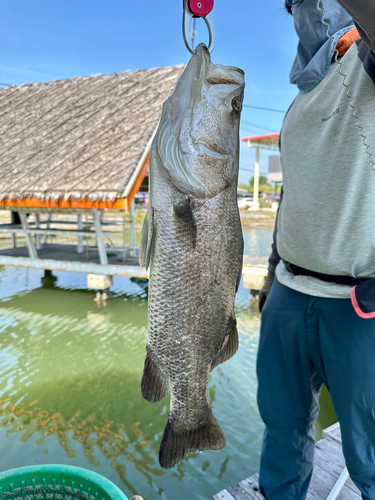 バラマンディの釣果