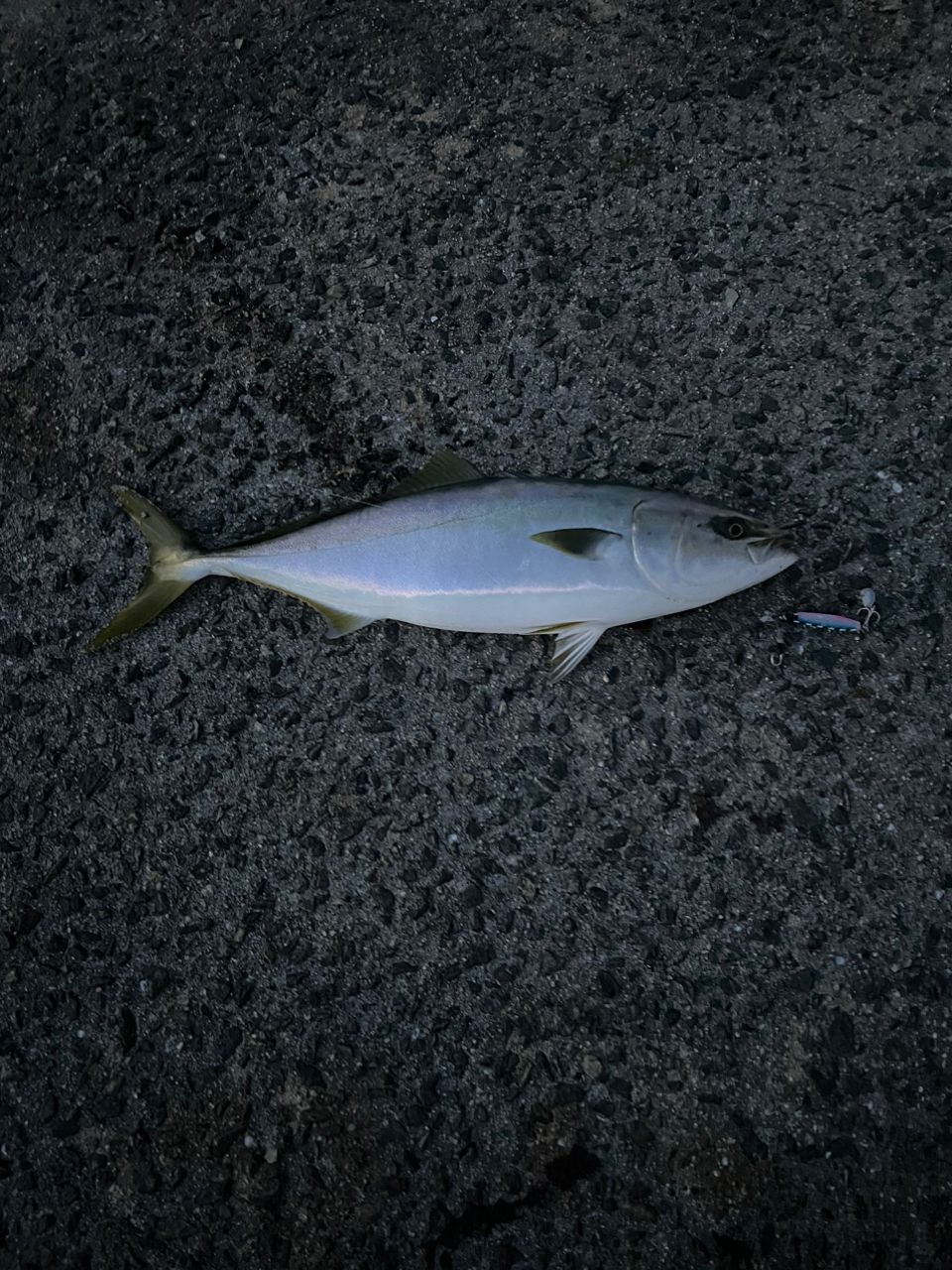 ハマチ