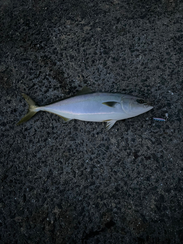 ハマチの釣果