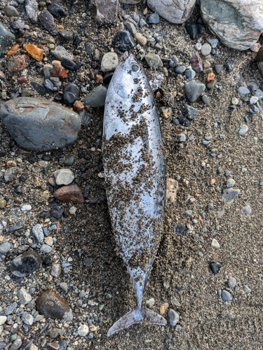 ソウダガツオの釣果