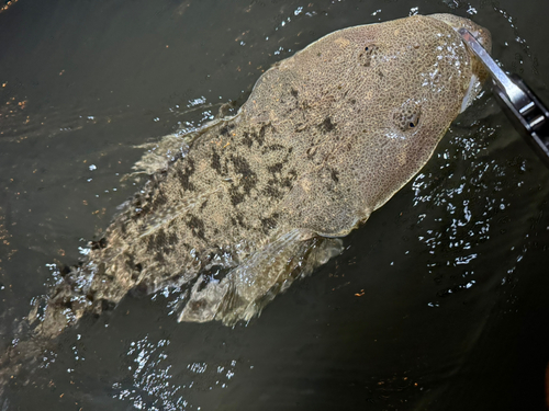 マゴチの釣果