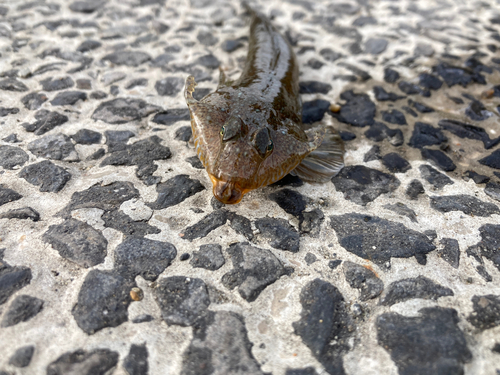 メゴチの釣果