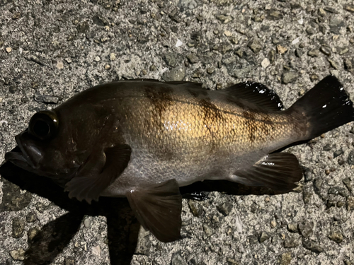 クロメバルの釣果