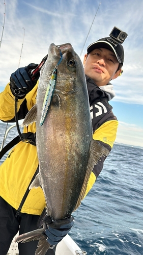 カンパチの釣果