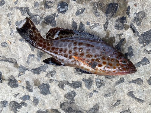 オオモンハタの釣果