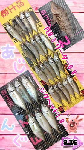 アジの釣果