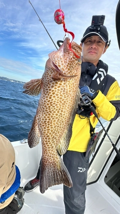 オオモンハタの釣果