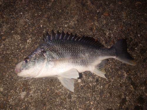 キチヌの釣果