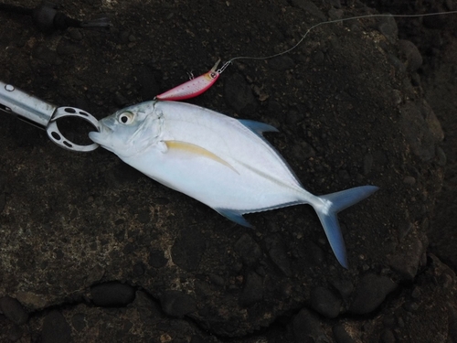 カスミアジの釣果