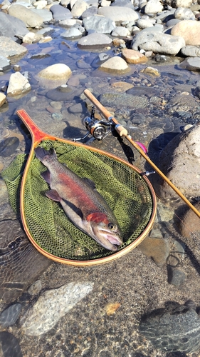 ニジマスの釣果