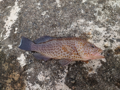 オオモンハタの釣果