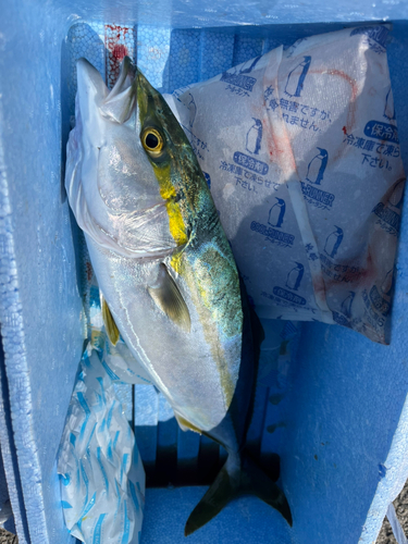 ツバスの釣果