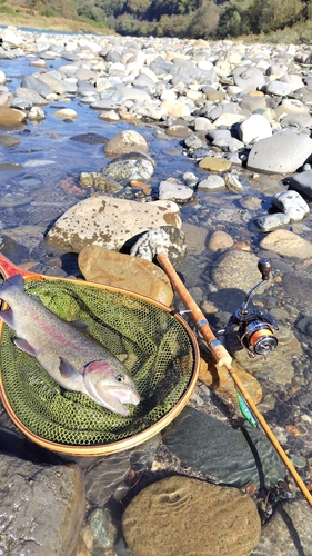 ニジマスの釣果