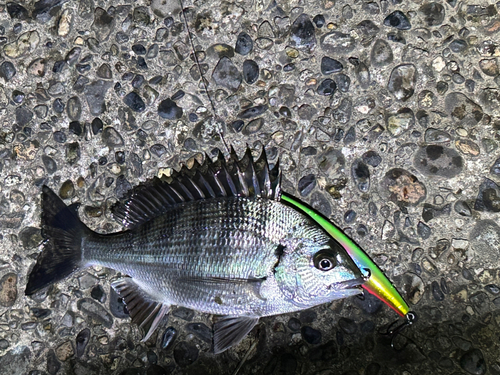 チヌの釣果