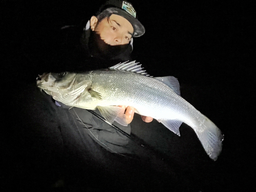 ヒラスズキの釣果