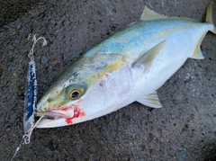 イナダの釣果