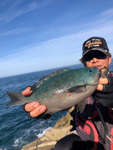 アコウの釣果