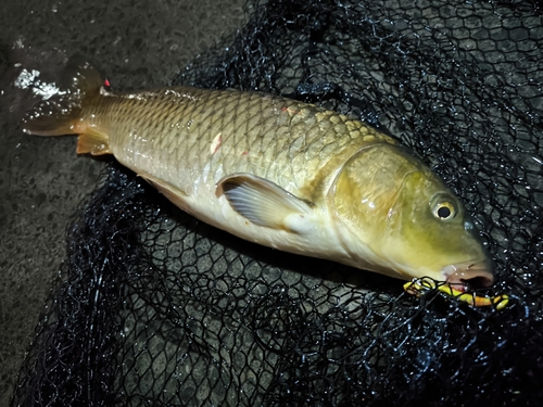 コイの釣果