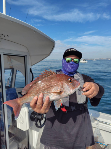 マダイの釣果