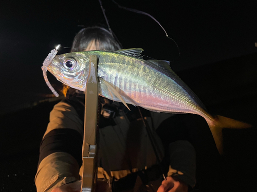 マアジの釣果