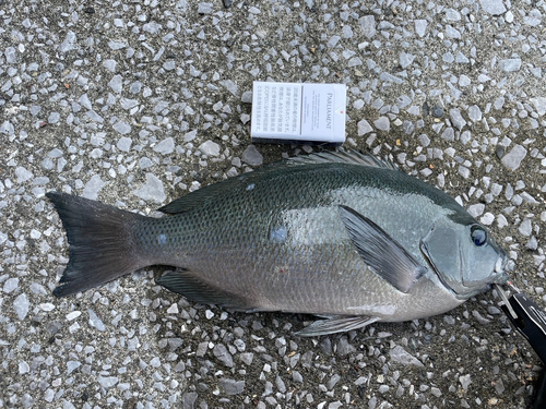 クチブトグレの釣果