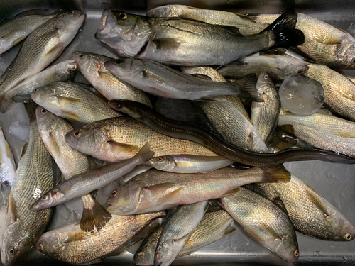 イシモチの釣果