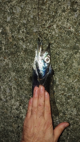 タチウオの釣果