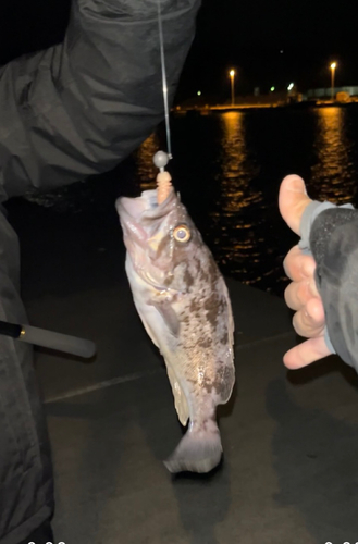 クロソイの釣果