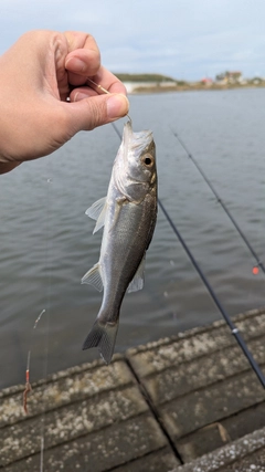 セイゴ（タイリクスズキ）の釣果