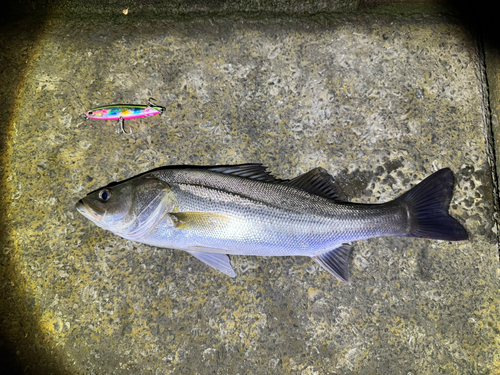 フッコ（マルスズキ）の釣果