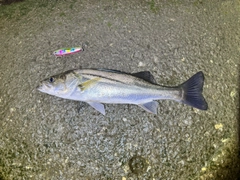 フッコ（マルスズキ）の釣果