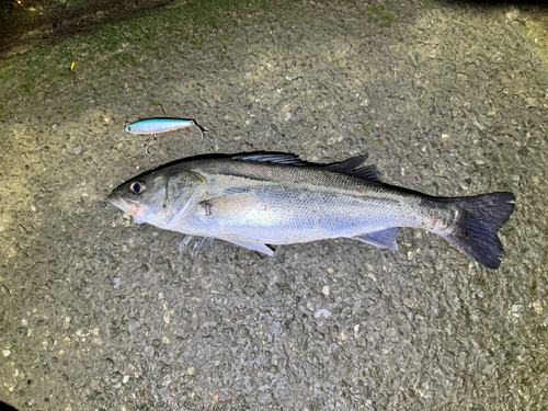 フッコ（マルスズキ）の釣果