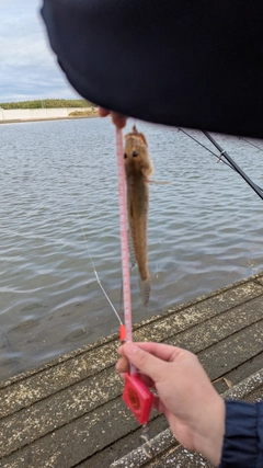 マハゼの釣果